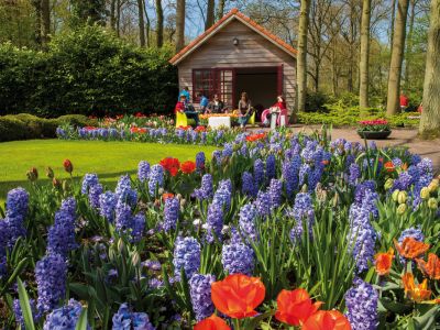 Amsterdam und die Tulpen